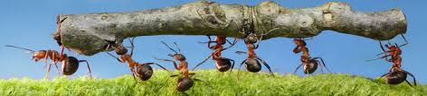 Mieren die een boomstam optillen